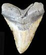 Bargain Megalodon Tooth - North Carolina #38674-1